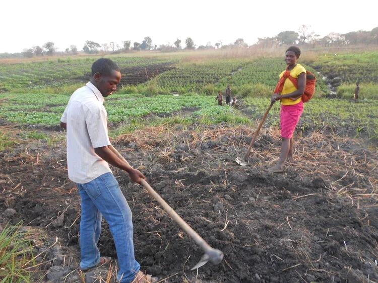 Two people tending crops in a field